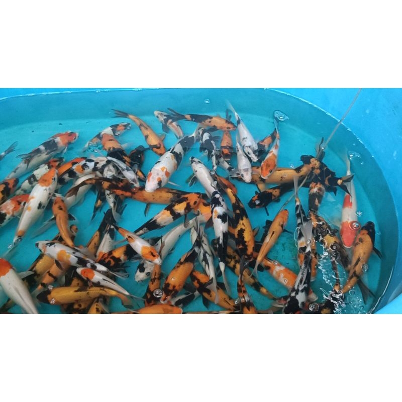 Ikan koi Blitar showa shiro hiutsuri kohaku Borongan 1 kolam 85 ekor lebih ukuran 20 - 40 cm