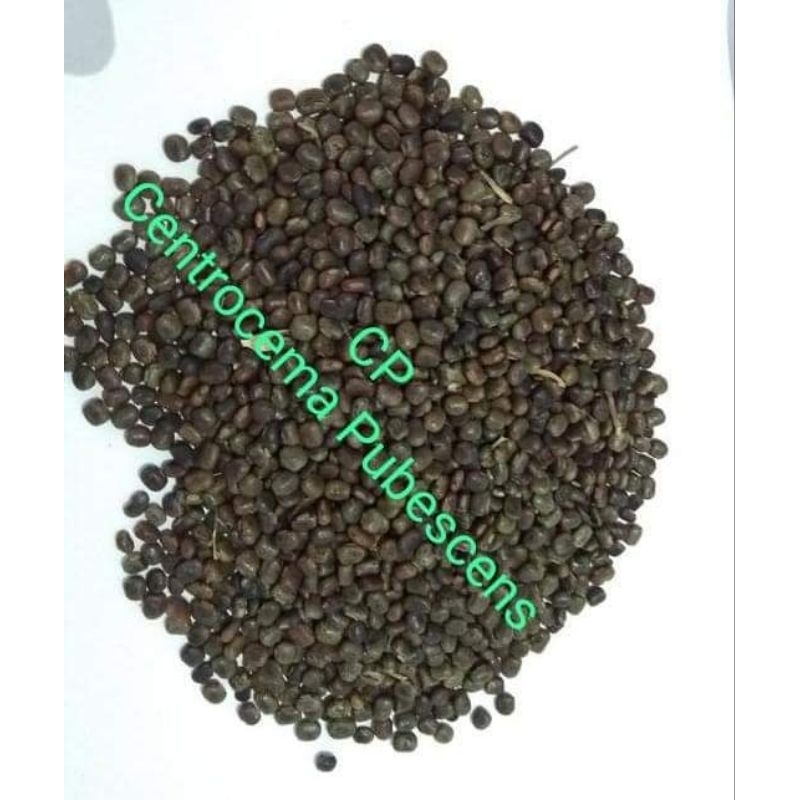 

⭐️⭐️⭐️⭐️⭐️ benih biji kacang sentro CP super 500 gram centrosema pubescens