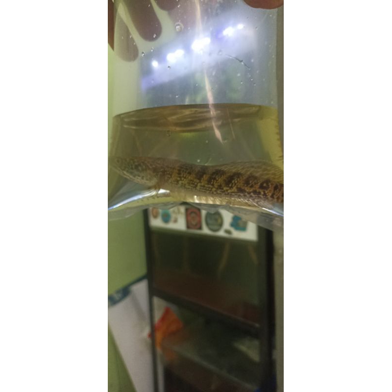 

sticker auranti 10-14