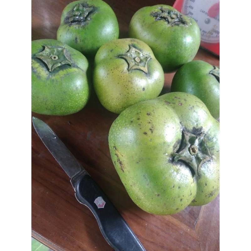 

Sawo hitam (black sapote)