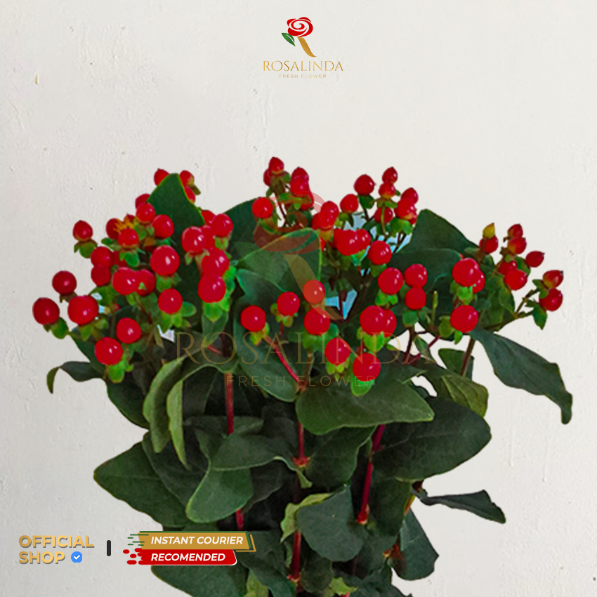Bunga Import Hypericum Red / Bunga Potong Segar