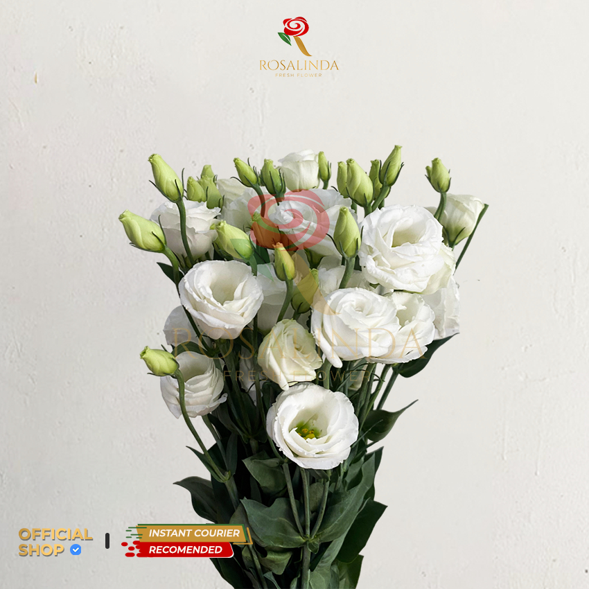 Bunga Import Lisianthus White / Bunga Potong Segar / Bunga Fresh