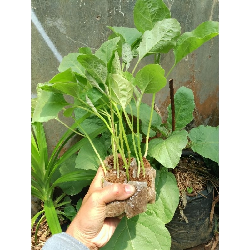 BIBIT TERONG UNGU SIAP TANAM / BIBIT TERONG SIAP TANAM / TANAMAN TERONG
