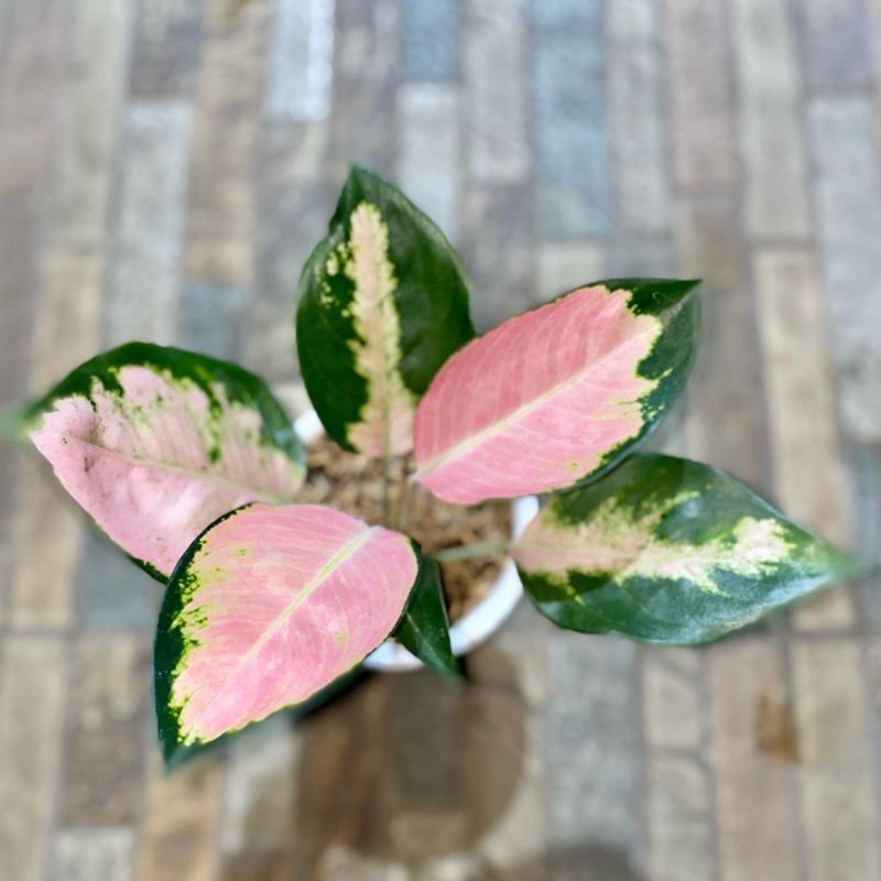 Aglaonema Kochin cahaya