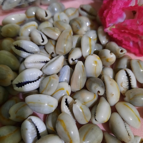 Kewul Kerang Laut Asli Ukuran Besar ( 2,00 - 2,50Cm ) Guna Biji Congklak Atau Bahan Hiasan