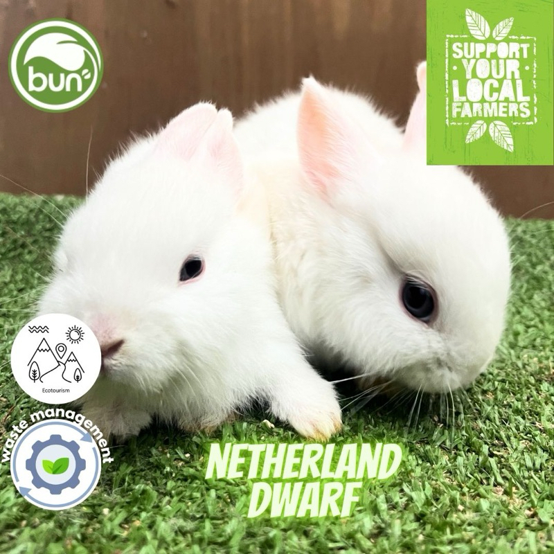Kelinci putih mata biru Netherland dwarf PET QUALITY