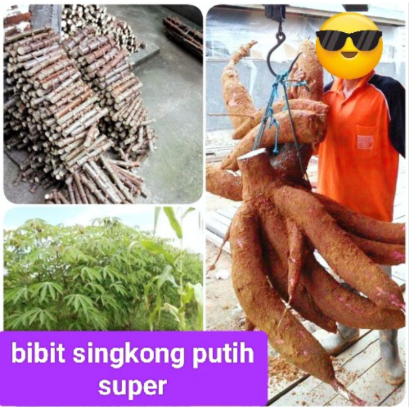 BIBIT POHON SINGKONG MANGGU SUPER UNGULAN /IKAT .12 BATANGANG