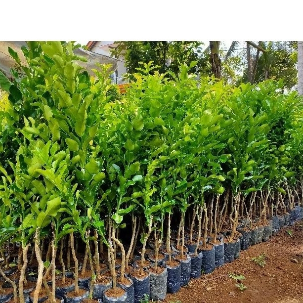 Bibit jeruk purut tinggi 1 meter bibit jeruk angka 8