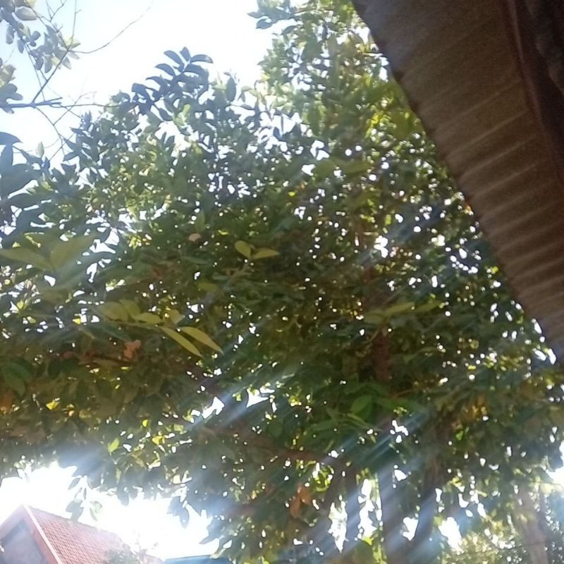 

daun salam segar 250gr