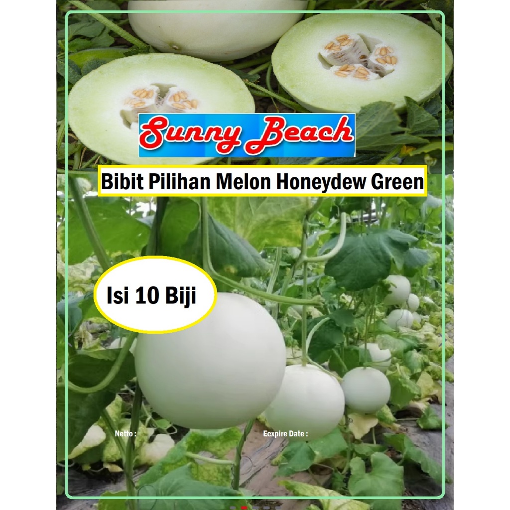 Bibit Pilihan Melon Honeydew Green | Biji Benih Melon Honeydew Green| Melon madu