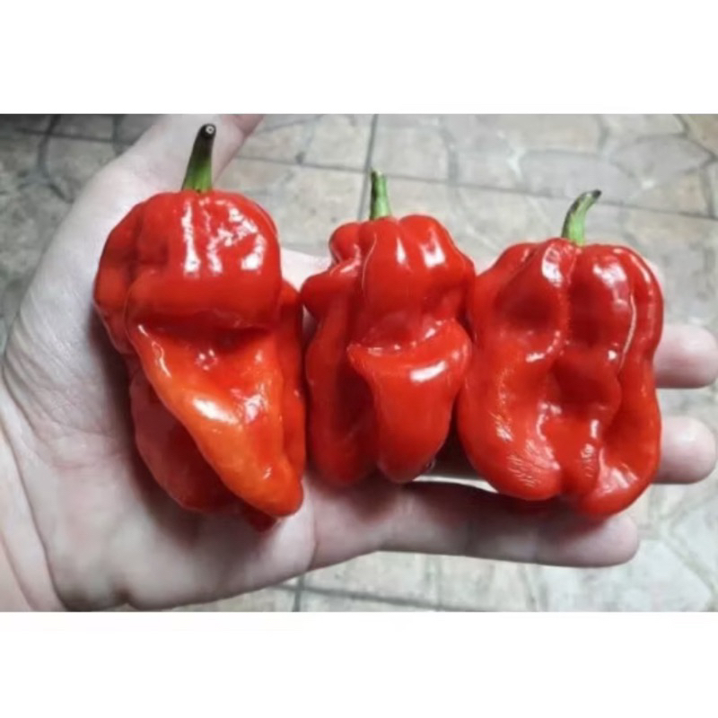 

Cabai Terpedas Katokkon 30 Biji Urban Farming Super