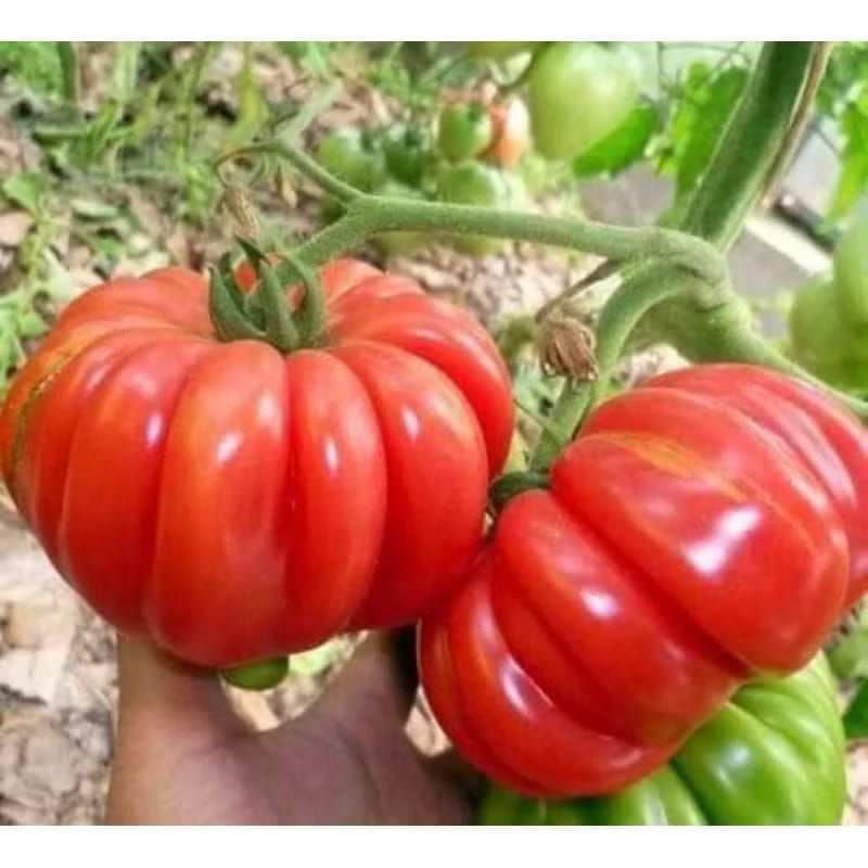 

tomat hias tomat cantik (5biji)