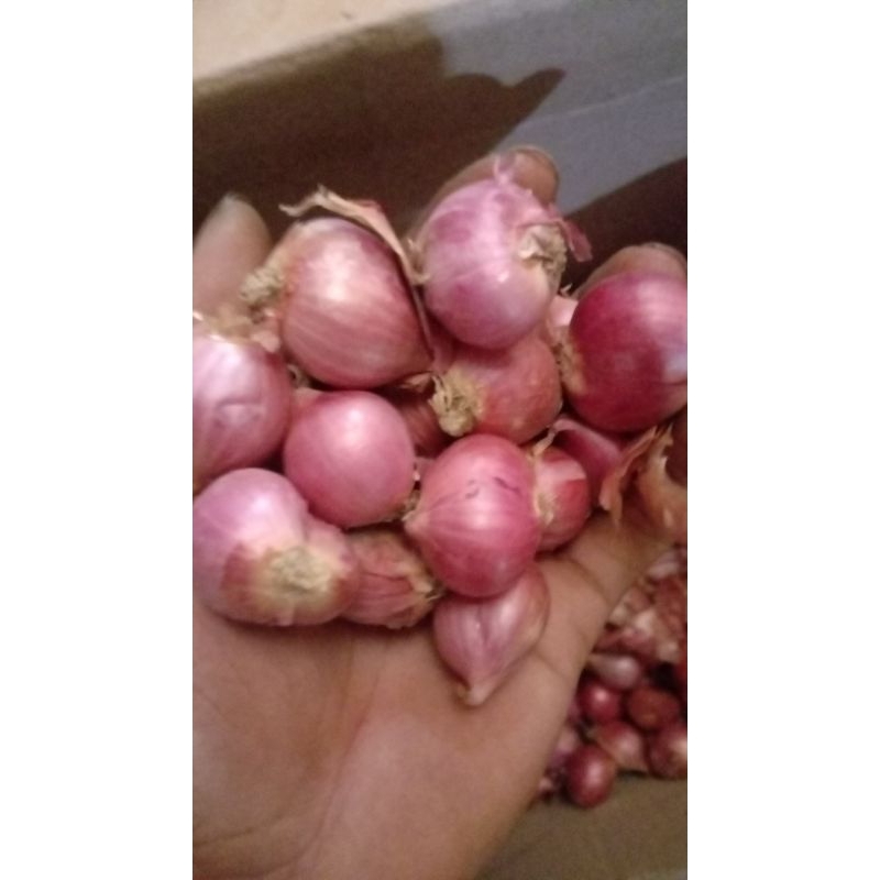 

bawang merah lokal super