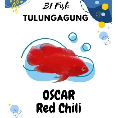 Oscar Red Chili (Hiasan Aquarium)