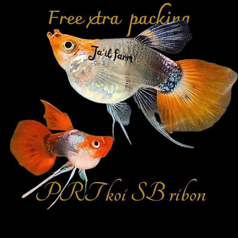 

FREE XTRA PACKING-PLATINUM RED T4IL K0I SHORT B0DY RIBON