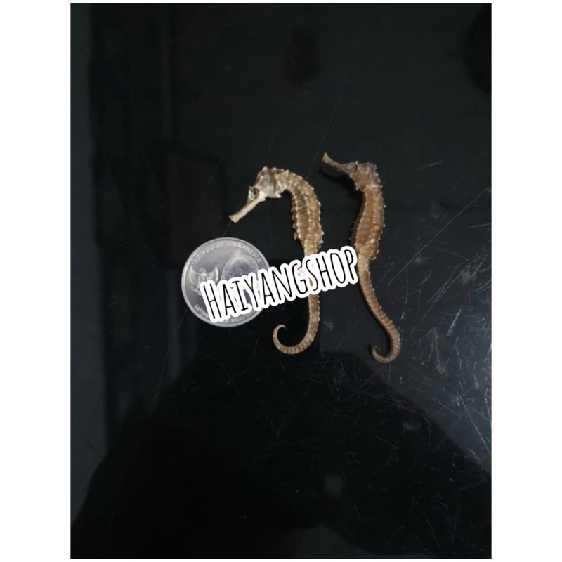 

KL HAI MA KECIL KERING GRADE A HERBAL OBAT KESUBURAN PRIA WANITA / HAIMA / HAI MHA / 海马 / GINSENG RENDAMAN / PIL