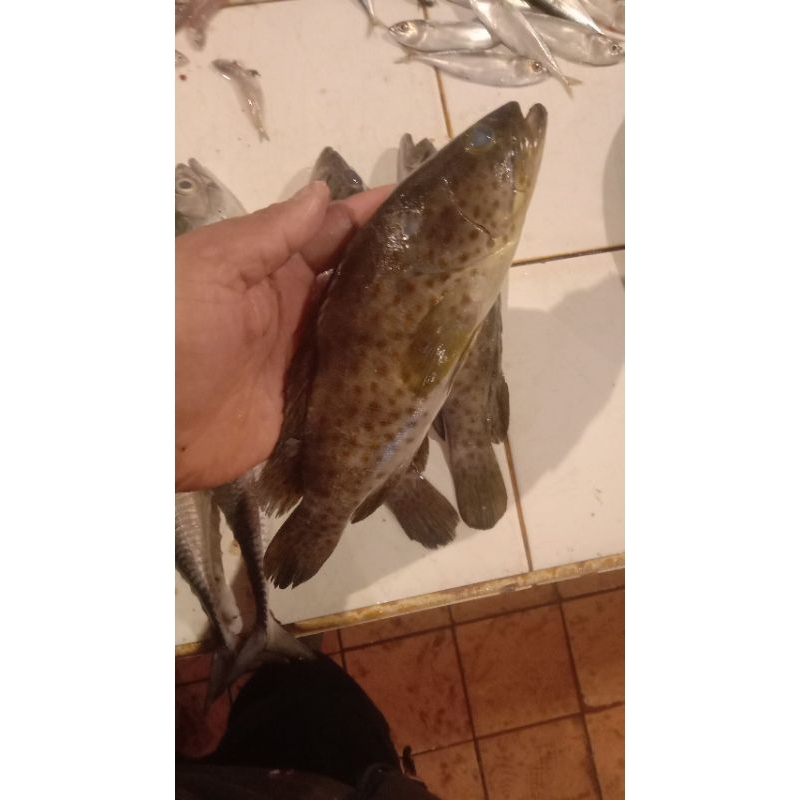 

ikan kerapu besar segar