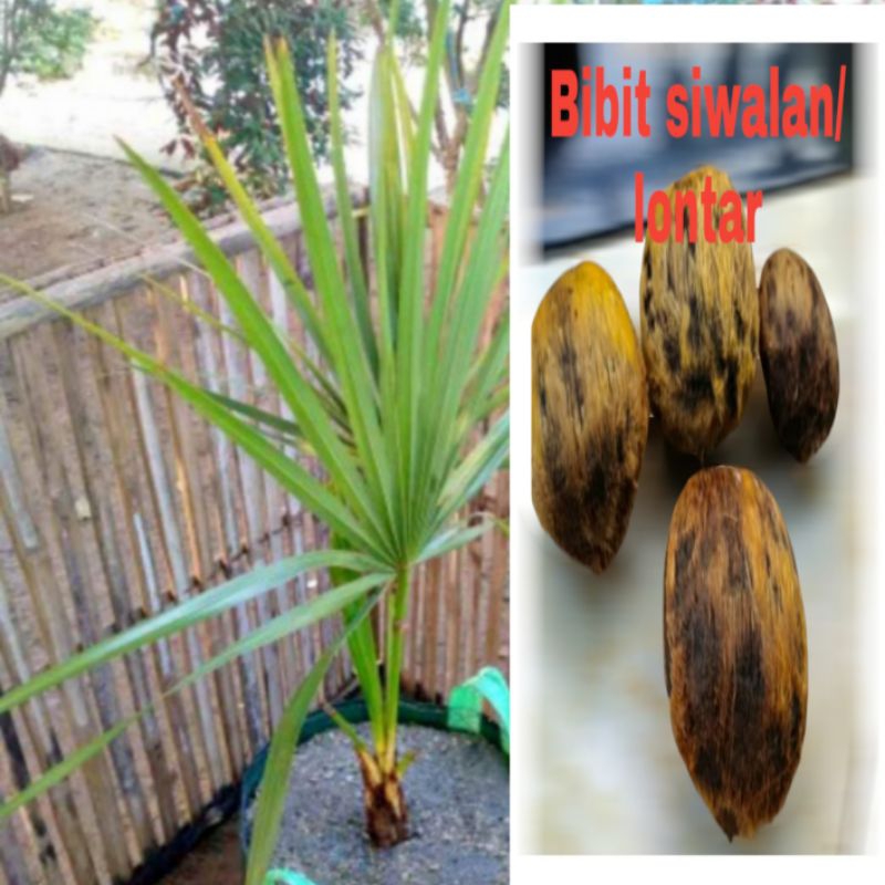 BIBIT SIWALAN / LONTAR BISA BUAT TANAMAN HIAS DI POT