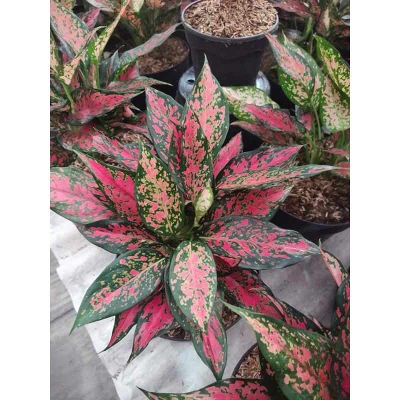 aglonema Ruby Garuda batik daun 6-8 ukuran remaja