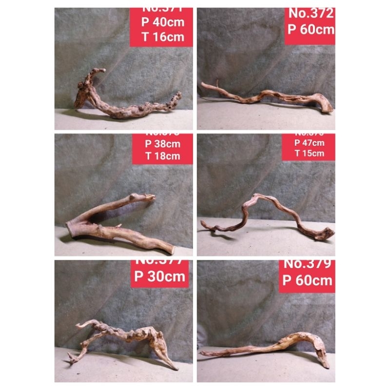 bonggolan akar Rasamala akar aquarium aquascape 371 SD 380