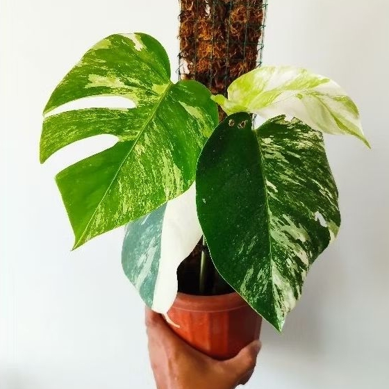 Monstera white tiger varigata