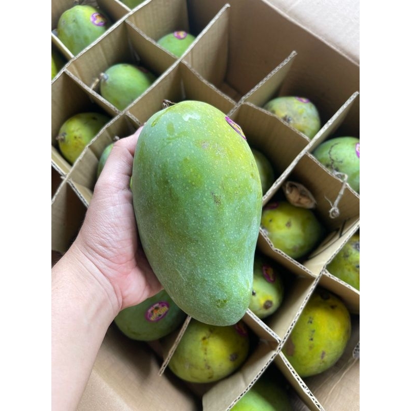 

Mangga alpukat bangil manis