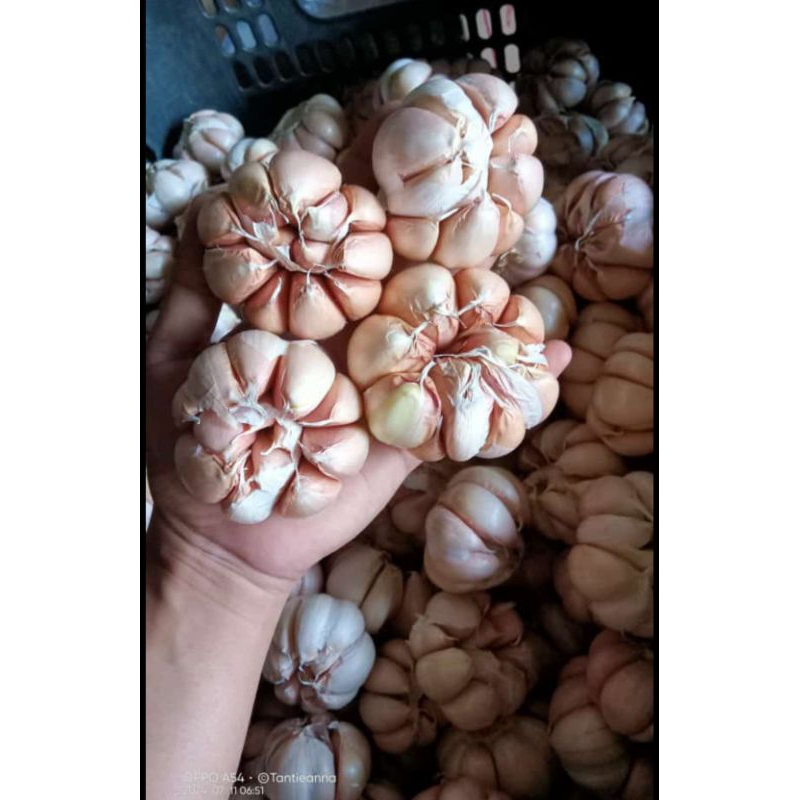 

Bawang putih super 1kg
