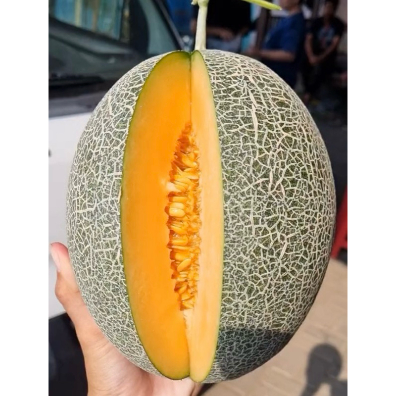 

100 BIJI BENIH MELON MADU SUPER SIAP TANAM