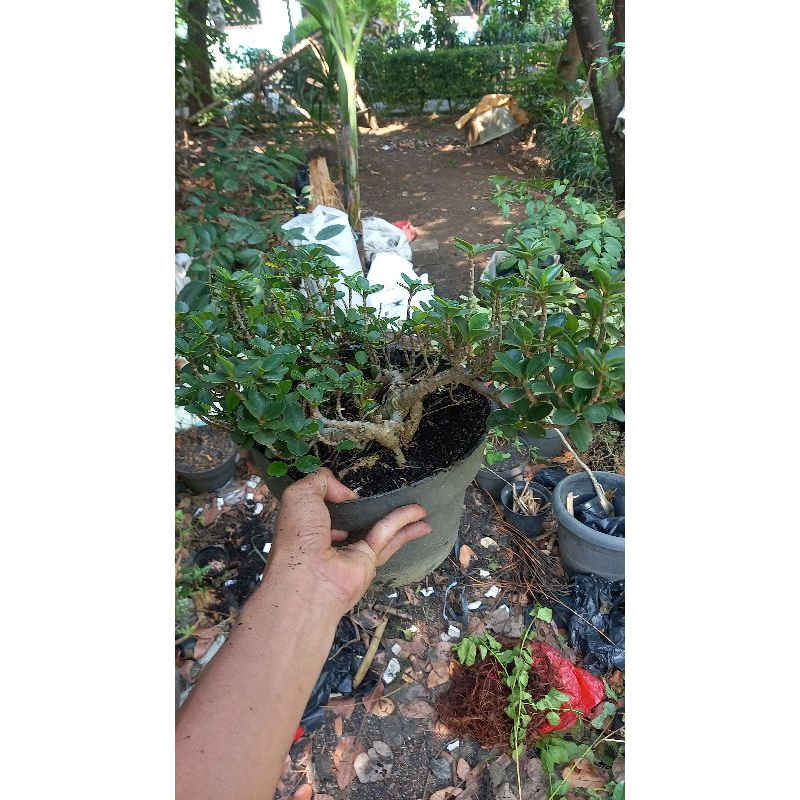 beringin mangkok mikro jumbo