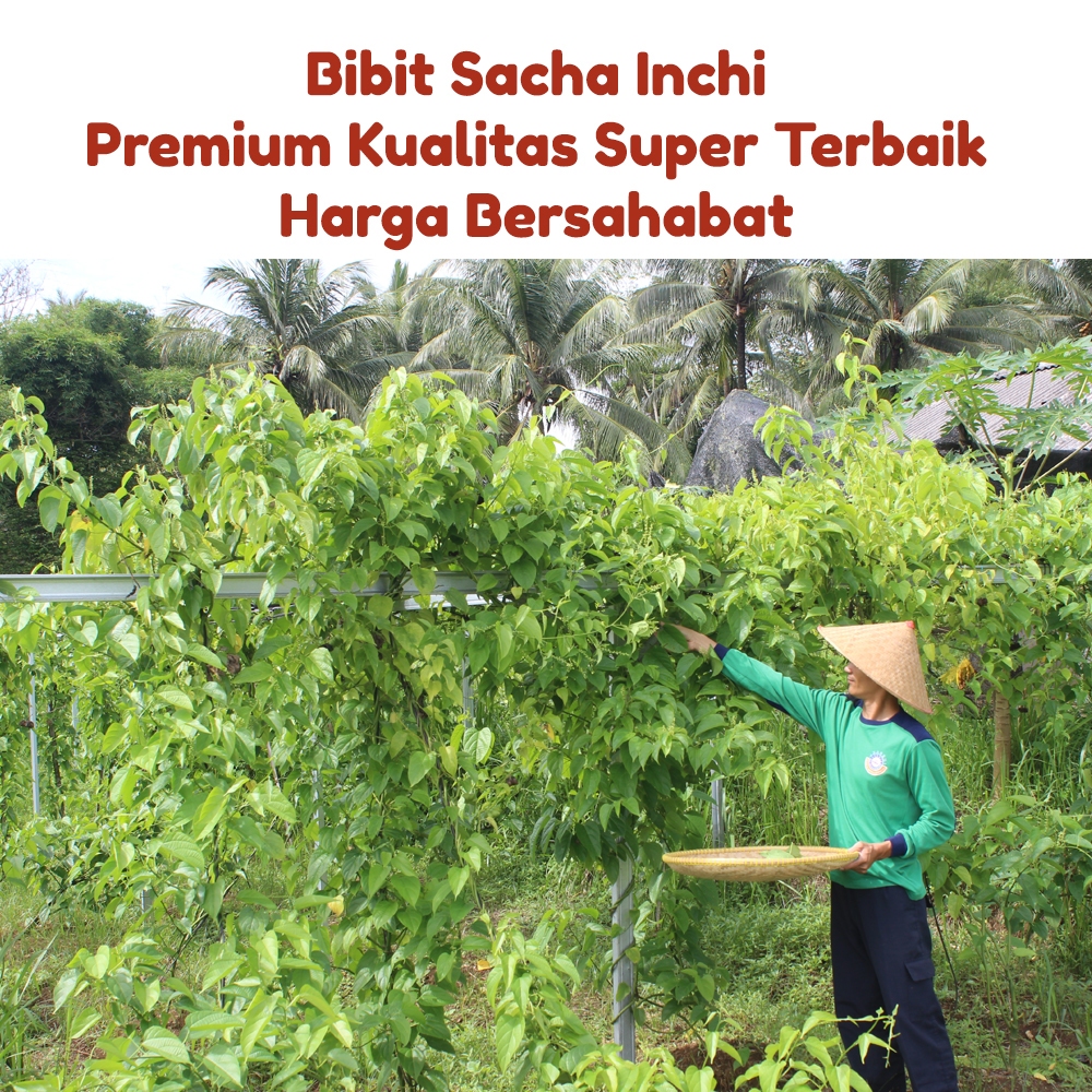 Jual Benih Kacang Sacha Inchi Berkualitas 1Kg