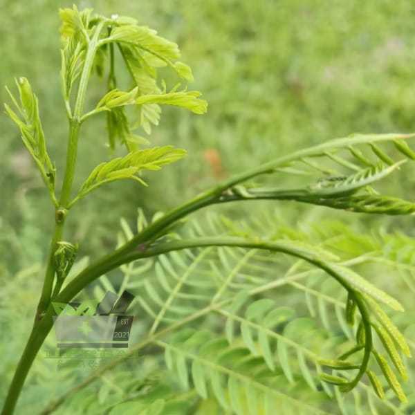 

Jual Pucuk Daun Petai Cina Segar 500 gram