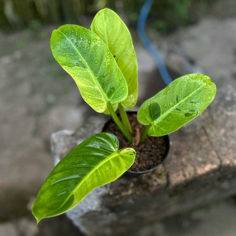 philodendron ruaysap varigata ( melonii x snowdrift )