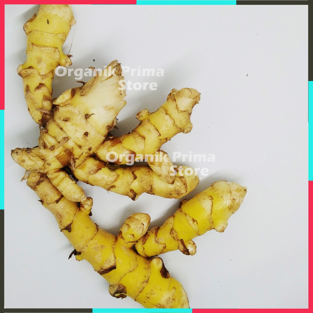 

Temu Giring Segar Asli dan Organik