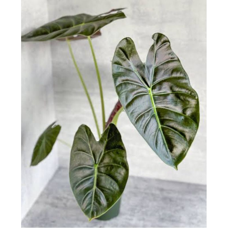 ALOCASIA GOLDEN BONE / (anakan random)