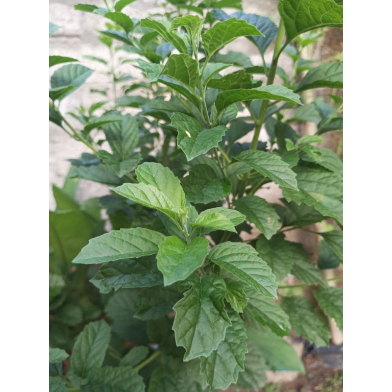 

50 lembar daun keji beling segar organik