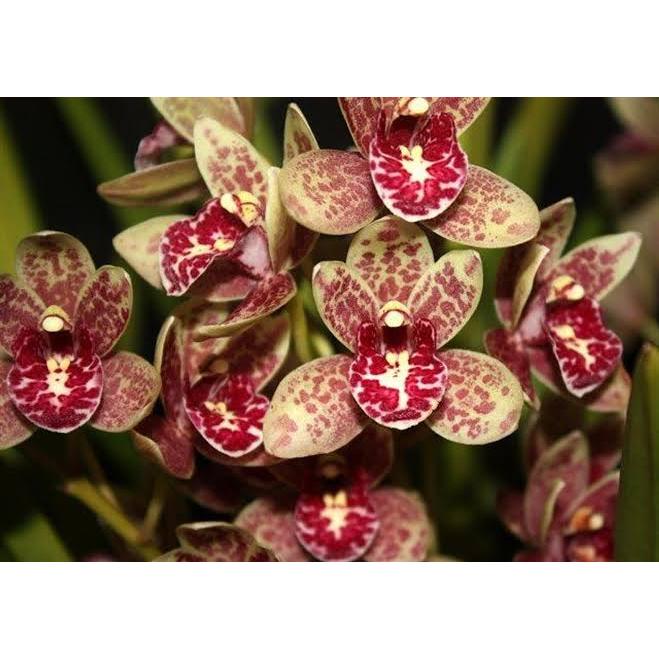 Anggrek Tanah totol - Tanaman hias Anggrek Cymbidium Aussie Sparky Dewasa