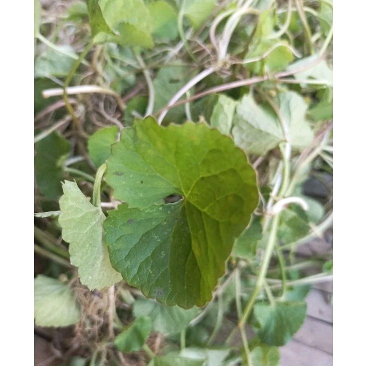 

Pegagan segar akar batang daun per 500 gram