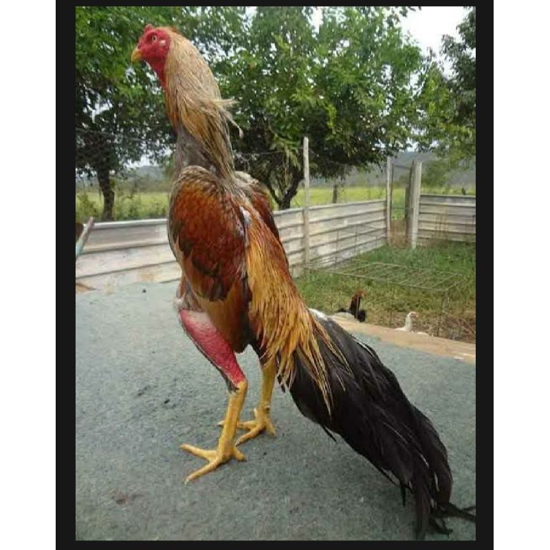 

PROMO!! TELUR AYAM BANGKOK WIRING SPEED UNTUK DI TETASKAN