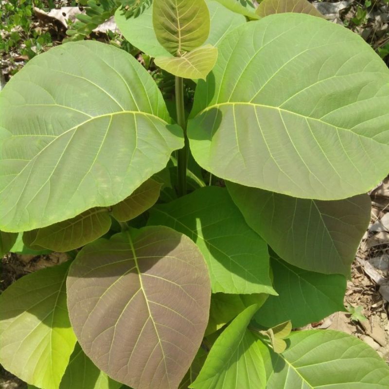 

Daun Jati Segar (500 gram)