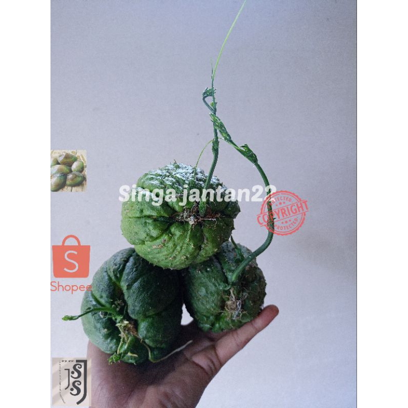 

Jipang sayur Labu Siam Bibit dan konsumsi