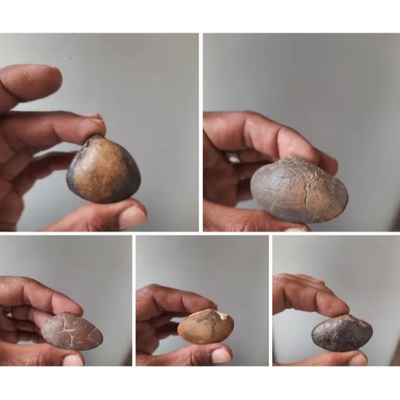 fosile kijing bungkem