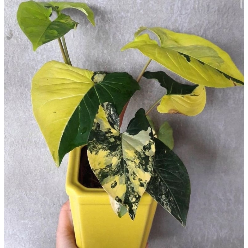 Tanaman Syngonium Yellow Variegata singonium variegata kuning