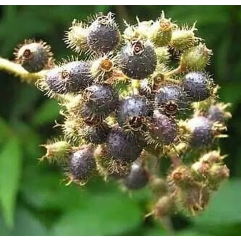 

BUAH HARENDONG BULU SEGAR (OBAT) | BUAH SENGGANI LANGSUNG PETIK