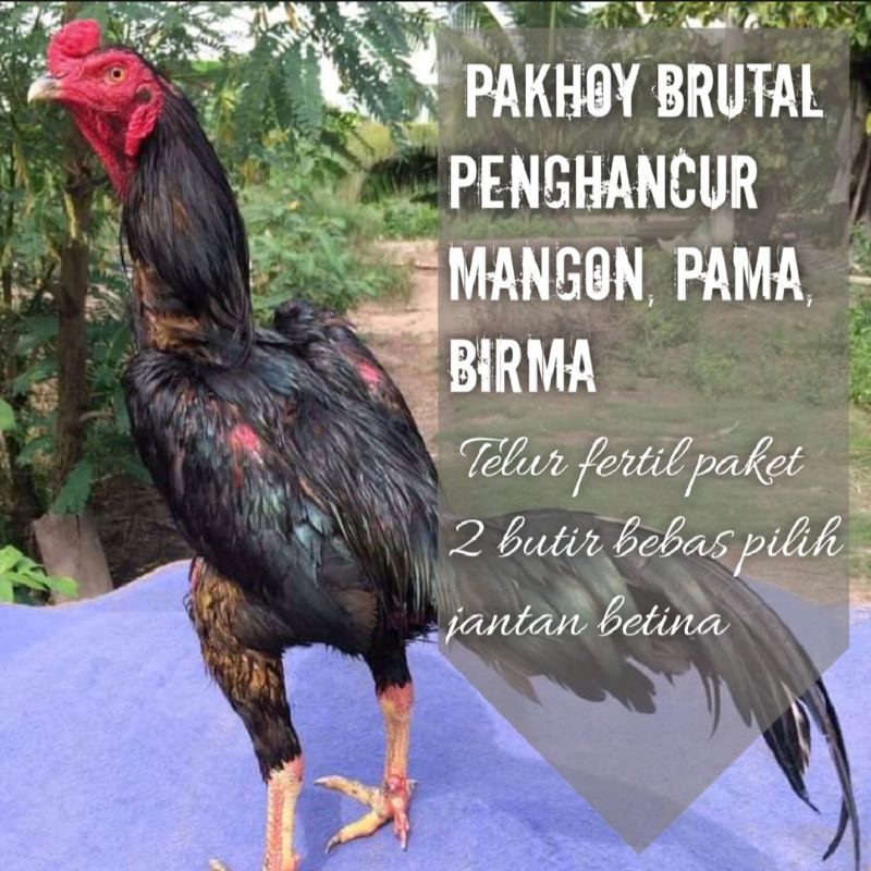 

PROMO!! Telur Ayam PETARUNG TANGGUH Phakoy king / Phakoy Brutal/AYAM BANGKOK PHAKOY SI FULL BRAKOT