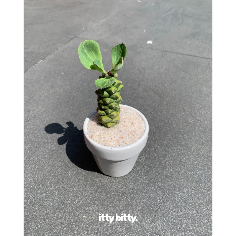 Kaktus mini Sukulen Pachyphytum compactum (Souvenir Aesthetic)