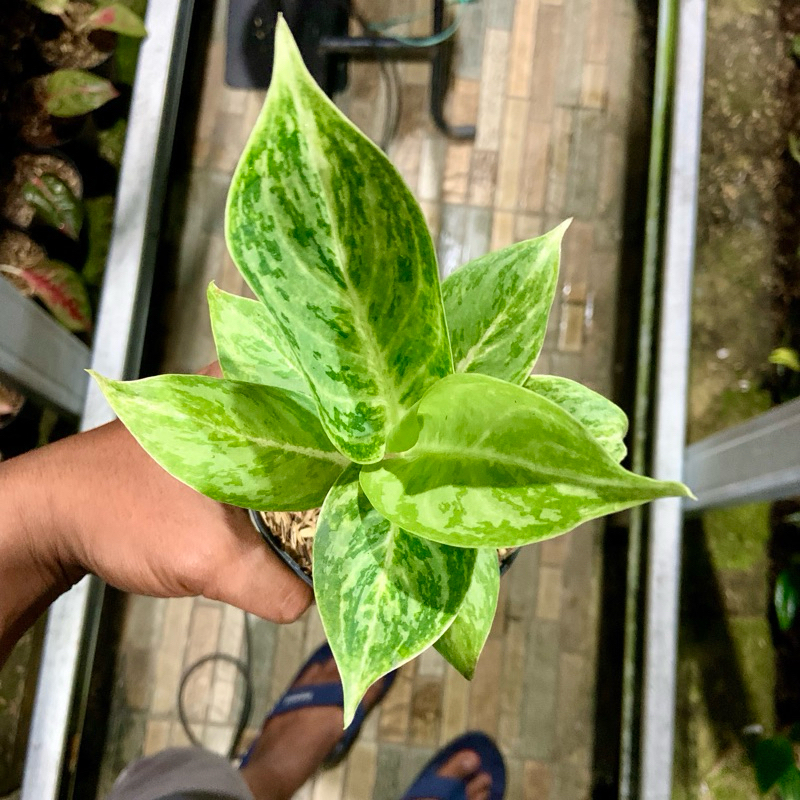 Aglaonema Silverqueen
