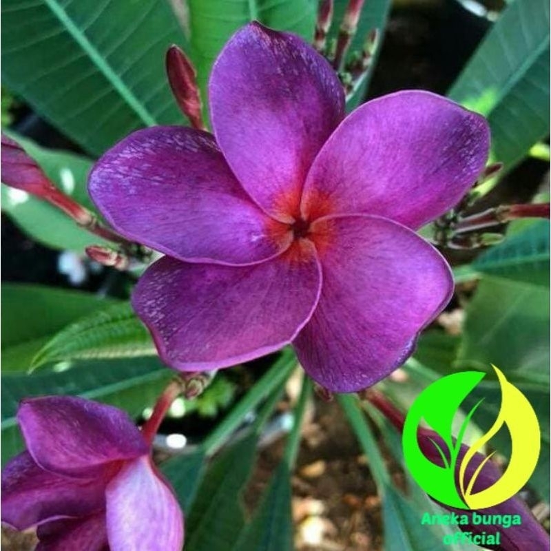 TERLARIS Kamboja Bali sudah berakar purple sweet - pohon Kamboja Bali sudah berakar