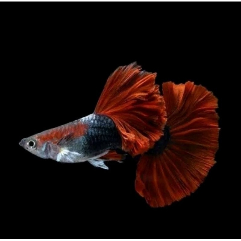 Hiasan Aquarium Hb Red Rose Tail