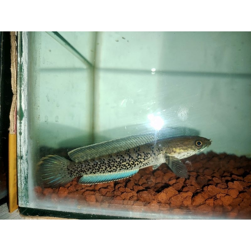 Channa stewarti single tenk full dot size 10 cm