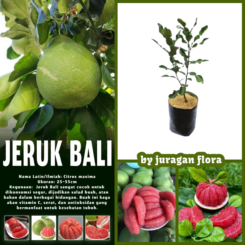 BIBIT TANAMAN JERUK BALI MANIS OKULASI CEPAT BERBUAH / TANAMAN JERUK BALI / POHON JERUK BALI / BIBIT